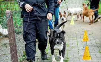 Cães em treinamento de adestramento e ressocialização participam de projeto da Dibea de Florianópolis e estarão disponíveis na feira de adoção