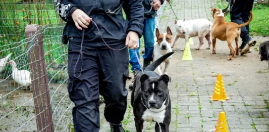 Cães em treinamento de adestramento e ressocialização participam de projeto da Dibea de Florianópolis e estarão disponíveis na feira de adoção