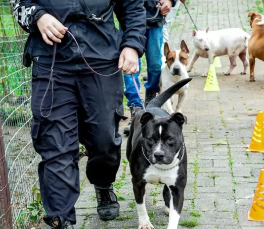 Florianópolis promove feira de adoção com cães em processo de ressocialização Cães em treinamento de adestramento e ressocialização participam de projeto da Dibea de Florianópolis e estarão disponíveis na feira de adoção