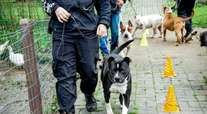 Florianópolis promove feira de adoção com cães em processo de ressocialização Cães em treinamento de adestramento e ressocialização participam de projeto da Dibea de Florianópolis e estarão disponíveis na feira de adoção