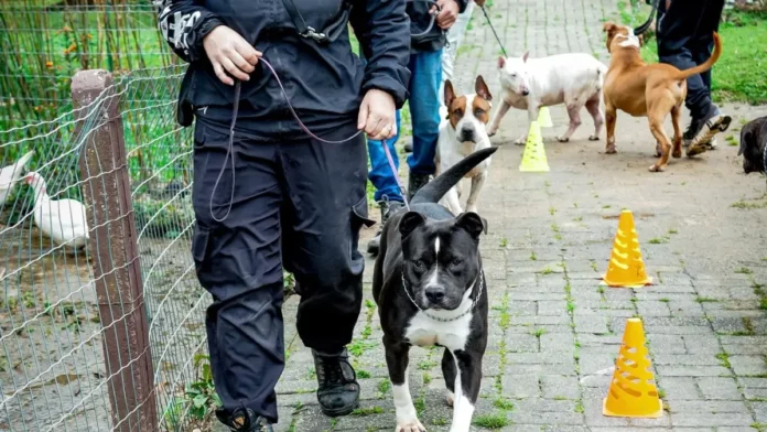 feira-adocao-caes Cães em treinamento de adestramento e ressocialização participam de projeto da Dibea de Florianópolis e estarão disponíveis na feira de adoção