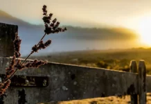 Semana começa com frio e mar agitado em Santa Catarina; temporais voltam na quarta Paisagem com neblina e vegetação em primeiro plano ilustra o frio no início da semana em Santa Catarina.