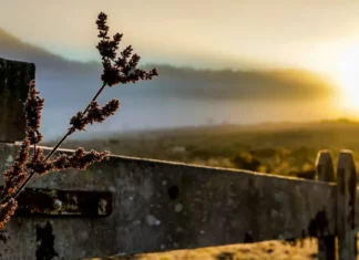 Semana começa com frio e mar agitado em Santa Catarina; temporais voltam na quarta Paisagem com neblina e vegetação em primeiro plano ilustra o frio no início da semana em Santa Catarina.