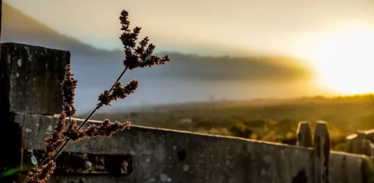 Paisagem com neblina e vegetação em primeiro plano ilustra o frio no início da semana em Santa Catarina.
