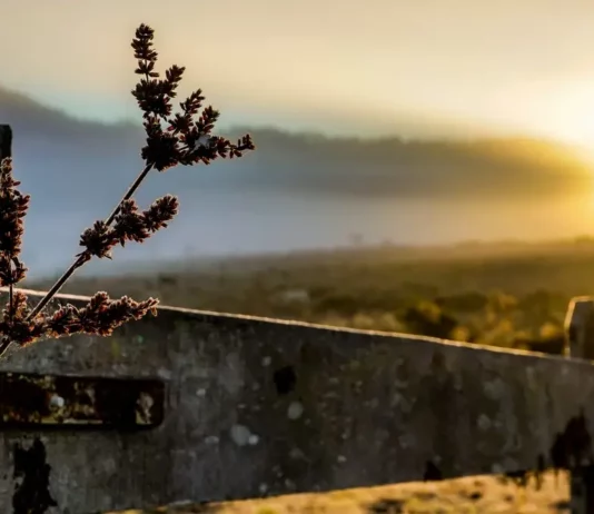 Paisagem com neblina e vegetação em primeiro plano ilustra o frio no início da semana em Santa Catarina.
