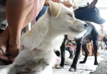 São José realiza mutirão de castração gratuita neste sábado (3) Cães aguardam atendimento durante mutirão de castração gratuita realizado em São José.