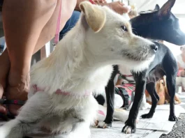 São José realiza mutirão de castração gratuita neste sábado (3) Cães aguardam atendimento durante mutirão de castração gratuita realizado em São José.