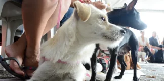 Cães aguardam atendimento durante mutirão de castração gratuita realizado em São José.