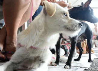 São José realiza mutirão de castração gratuita neste sábado (3) Cães aguardam atendimento durante mutirão de castração gratuita realizado em São José.