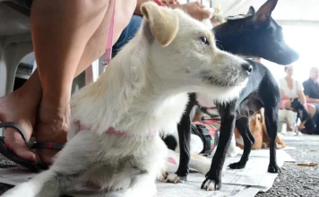 São José realiza mutirão de castração gratuita neste sábado (3) Cães aguardam atendimento durante mutirão de castração gratuita realizado em São José.
