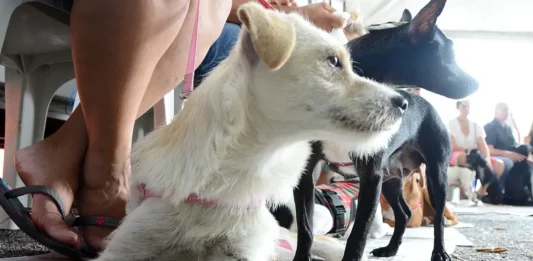 São José realiza mutirão de castração gratuita neste sábado (3) Cães aguardam atendimento durante mutirão de castração gratuita realizado em São José.