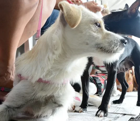 Cães aguardam atendimento durante mutirão de castração gratuita realizado em São José.