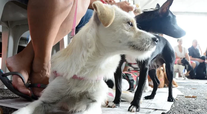 Cães aguardam atendimento durante mutirão de castração gratuita realizado em São José.