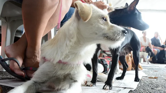 mutirao-castracao-sao-jose-discover Cães aguardam atendimento durante mutirão de castração gratuita realizado em São José.